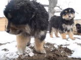 De jeunes Hotochos dans la neige