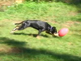 Un Bouvier de l'Entlebuch joue au football