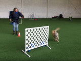 Entraînement d'un Bouvier des Ardennes à la course d'obstacles