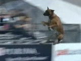 Un Malinois bat le record du monde de saut en longueur pour un chien