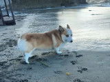 Un Welsh Corgi Pembroke s'amuse à la plage