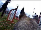 Un chien en train de faire de l'agility, vu de ses propres yeux