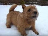 Un Norwish Terrier s'amuse dans la neige