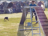 Entrainement et compétition d'Agility pour un Manchester Terrier