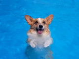 Des Welsh Corgi qui profitent à fond de la piscine