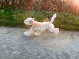 Deux Irish Soft Coated Wheaten Terriers s'amusent et courent dans les champs