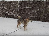 Un Shikoku Ken joue dans la neige
