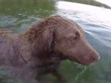 Un Chesapeake Bay Retriever se baigne et plonge au fond d'un lac