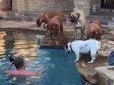 5 chiens h&eacute;sitent &agrave; se jeter dans la piscine