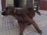Un Setter irlandais ravi d'aller en promenade