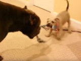 Quand les American Bully font rire