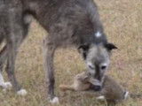 La vie d'un American Staghound chasseur