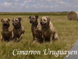 Promenade dans les champs pour des Cimarrons uruguayens