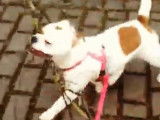En promenade, ce chien adore... transporter des branches
