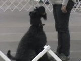 La prestation de Oscar, un Kerry Blue Terrier
