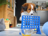 Un chien qui joue au Puissance 4