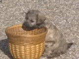 Des Petits Chiens Lions se livrent à diverses activités dans le jardin