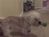 Moment de jeu avec des Dandie Dimont Terrier