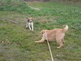 Comment fatiguer un Griffon Fauve de Bretagne ?