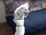 Des Kishu Ken joueurs