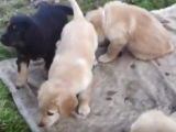 Des chiots Hovawart au jardin