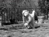 C'est mon choix : des chiens au look incroyable