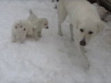 Des chiots Akbash jouent dans la neige