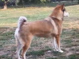 Partie de jeux entre un Hokkaido Ken, un Shiba Inu et un Shikoku