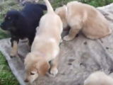 Chiots Hovawarts jouant dans la cours