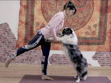 Séance de yoga pour chien (doga) avec un Berger Australien