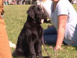 Compétition de Flat Coated Retrievers