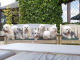 Une séance photo avec 8 Dandie Dinmont Terriers