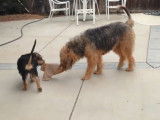 Jeux entre une chienne Otterhound et un de ses petits