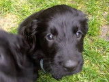 Des chiots Flat Coated Retrievers très joueurs et pleins de vie