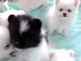 Des chiots Esquimaux Américains pleins de vie et intrigués par la caméra
