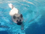 Un Eurasier de 3 mois qui aime nager dans la piscine