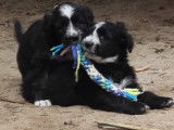 Des chiots Bouvier Portugais en pleine partie de jeux