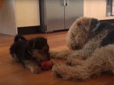 Deux Airedale Terriers adultes jouent avec un chiot de passage