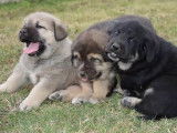 D'adorables chiots Mâtins Espagnols