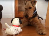 Un Airedale Terrier perplexe devant un jouet