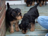 La toute première sortie de chiots Airedale Terrier