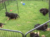 Des chiots Altdeutscher Schäferhund jouant dans leur enclos