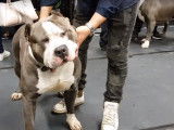 Salon de l'American Bully en Belgique