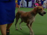 Concours de beauté pour l'American English Coonhound