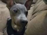 L'American Hairless Terrier, un chien hyperactif