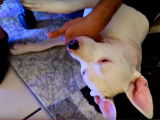 Un youtuber parle de ses American Staffordshire Terrier