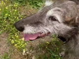 L'American Staghound à l'aise sur terre comme dans l'eau