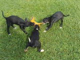 Séance de jeu pour des chiots American Staghound