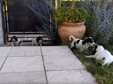 Des chiots Ariégeois gambadent dans le jardin
