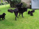 Des chiots Groenendael jouant avec leurs parents dans le jardin